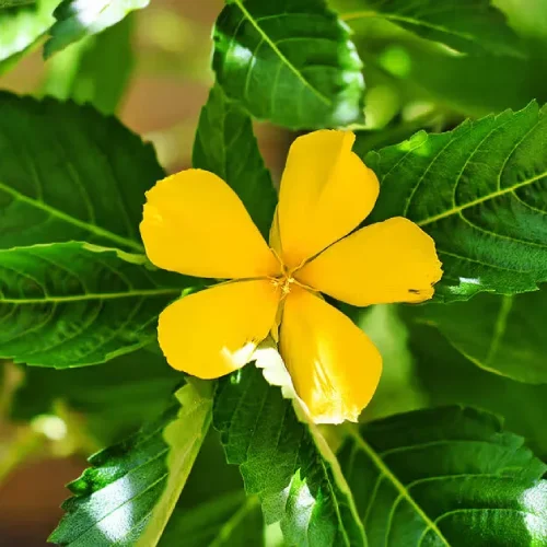 Damiana Leaf Extract