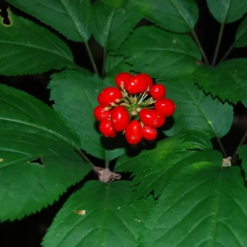 Estratto di radice di Ginseng