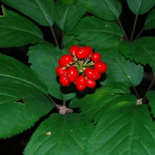 Ginseng Leaf Extract